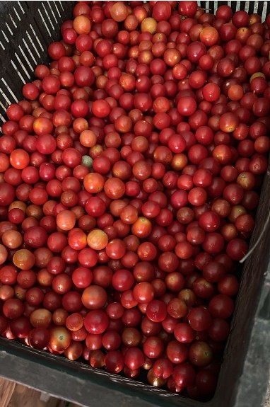 tamater-tomato-cherry 